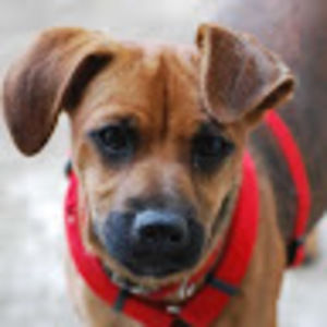 Meet your Posher, Sophie